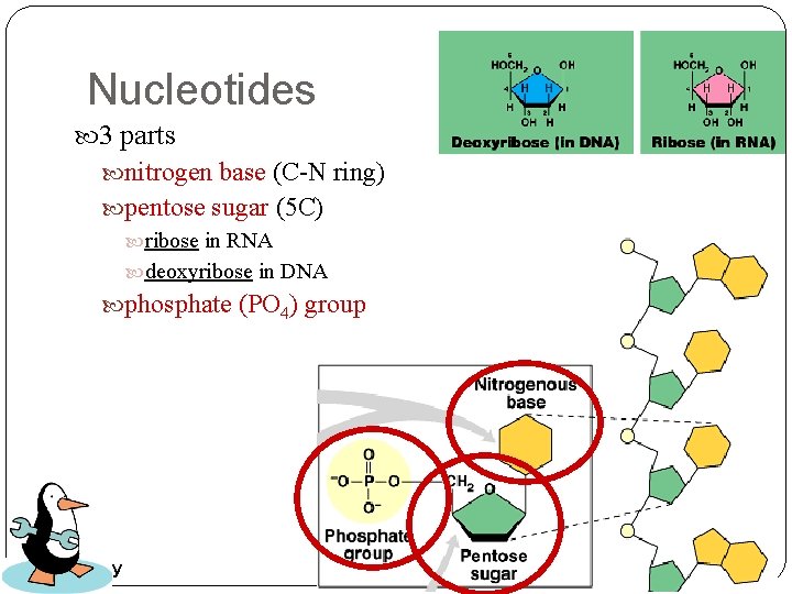 Nucleotides 3 parts nitrogen base (C-N ring) pentose sugar (5 C) ribose in RNA