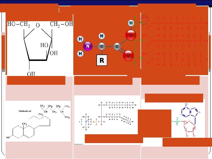 MONOSACCHARIDE AMINO ACID TRIGLCERIDE STEROID PHOSPHOLIPID NUCLEOTIDE AP Biology 