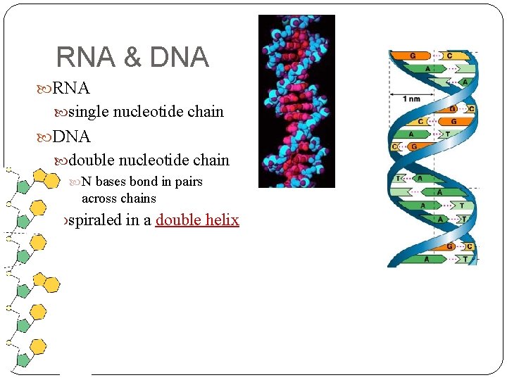 RNA & DNA RNA single nucleotide chain DNA double nucleotide chain N bases bond