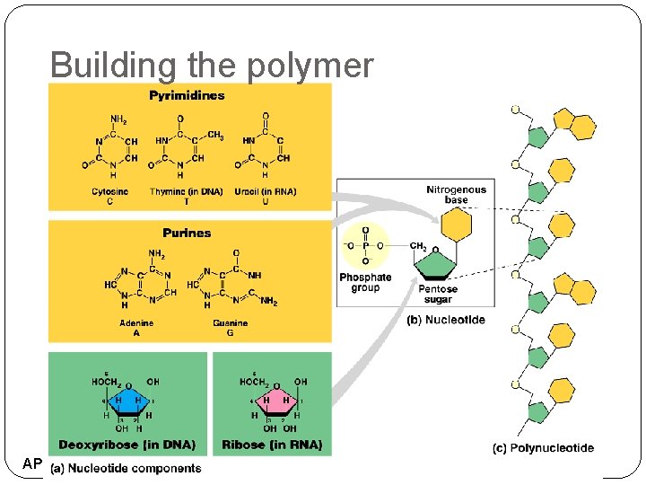 Building the polymer AP Biology 