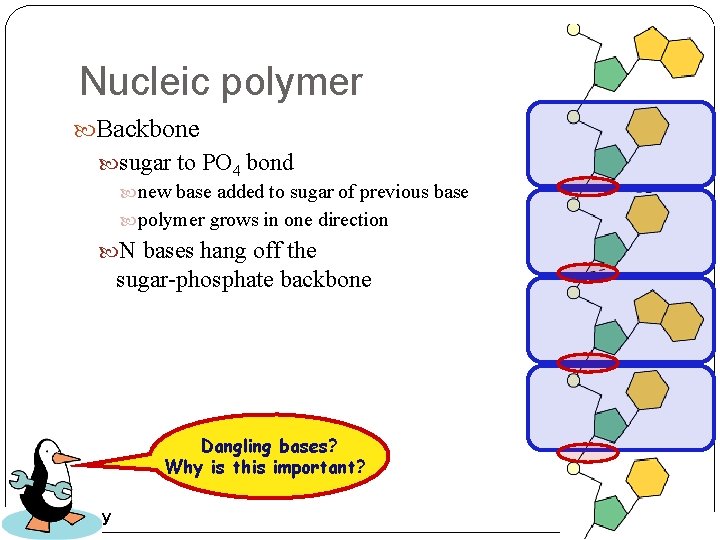 Nucleic polymer Backbone sugar to PO 4 bond new base added to sugar of