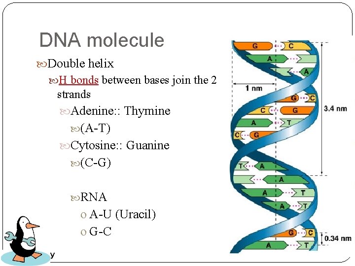 DNA molecule Double helix H bonds between bases join the 2 strands Adenine: :