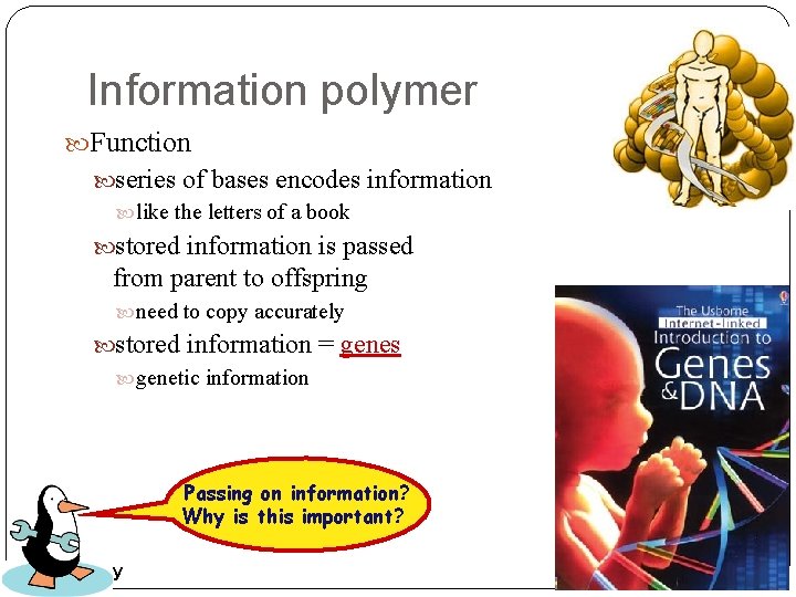 Information polymer Function series of bases encodes information like the letters of a book