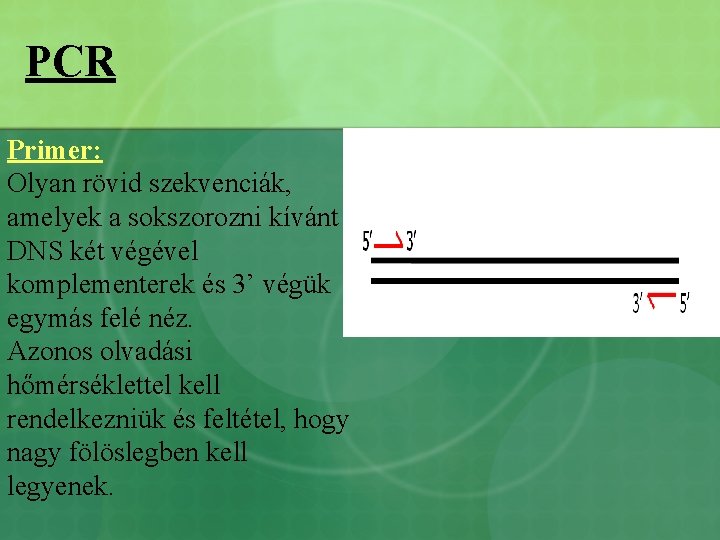 PCR Primer: Olyan rövid szekvenciák, amelyek a sokszorozni kívánt DNS két végével komplementerek és