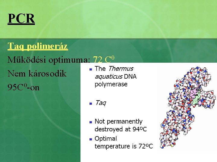 PCR Taq polimeráz Működési optimuma: 72 C 0 Nem károsodik 95 C 0 -on
