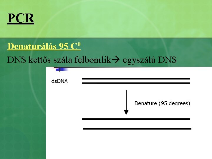 PCR Denaturálás 95 C 0 DNS kettős szála felbomlik egyszálú DNS 