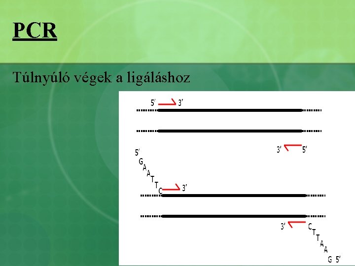 PCR Túlnyúló végek a ligáláshoz 