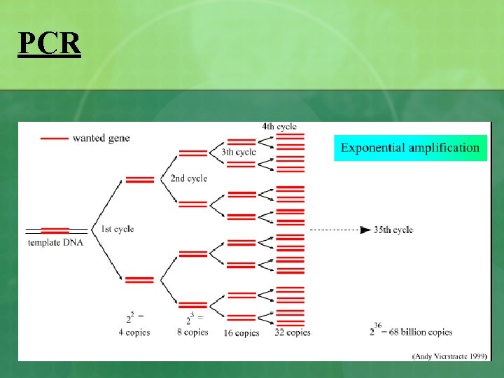 PCR 