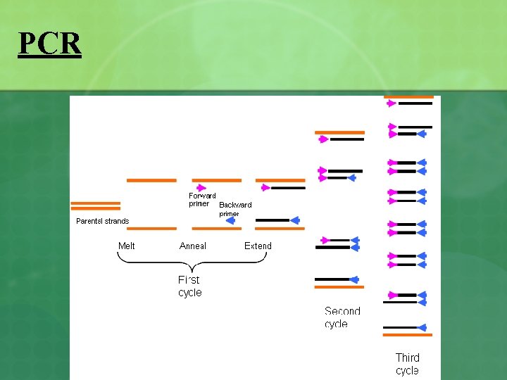 PCR 