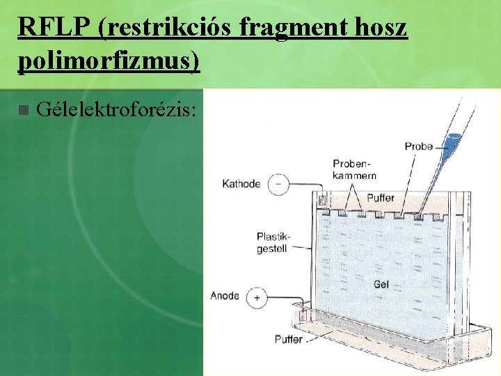 RFLP (restrikciós fragment hosz polimorfizmus) n Gélelektroforézis: 