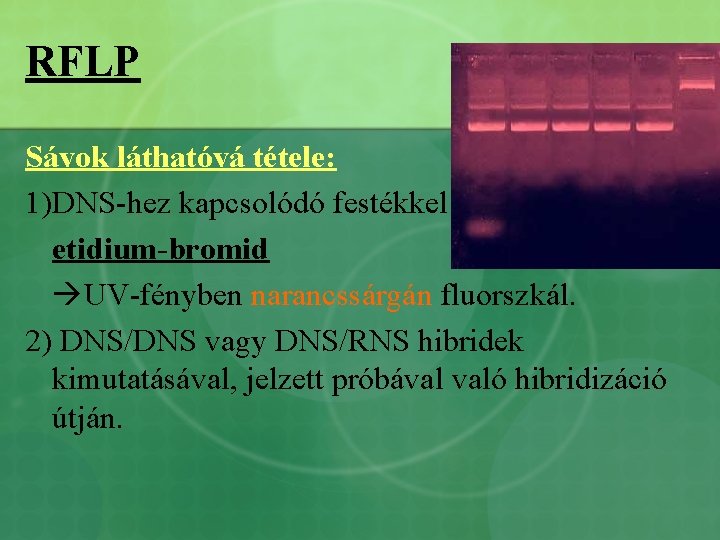 RFLP Sávok láthatóvá tétele: 1)DNS-hez kapcsolódó festékkel: etidium-bromid UV-fényben narancssárgán fluorszkál. 2) DNS/DNS vagy