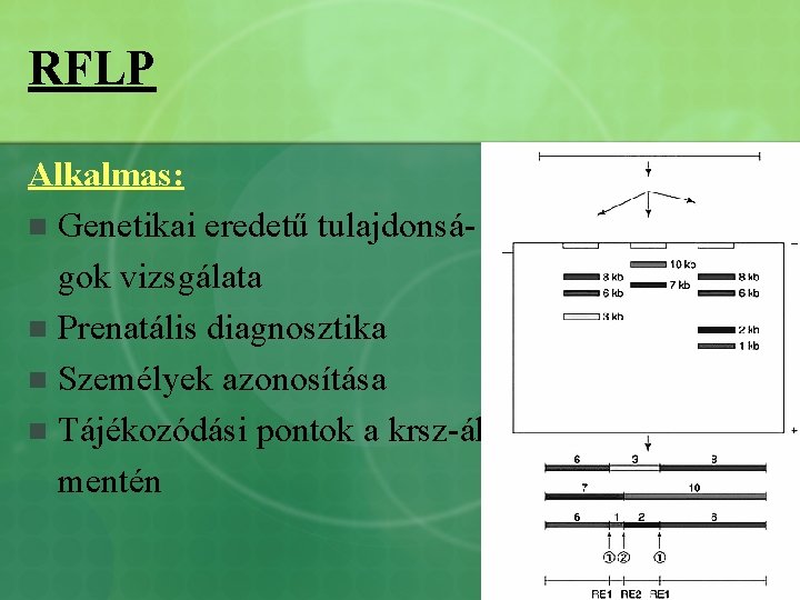 RFLP Alkalmas: n Genetikai eredetű tulajdonságok vizsgálata n Prenatális diagnosztika n Személyek azonosítása n