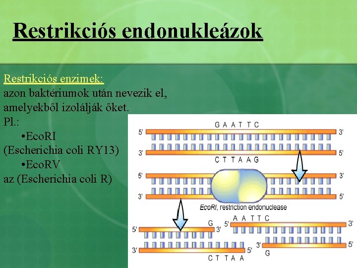 Restrikciós endonukleázok Restrikciós enzimek: azon baktériumok után nevezik el, amelyekből izolálják őket. Pl. :