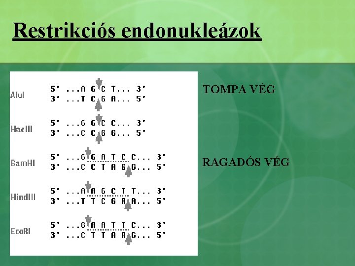 Restrikciós endonukleázok TOMPA VÉG RAGADÓS VÉG 