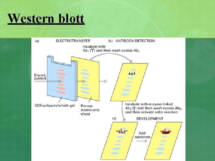 Western blott 