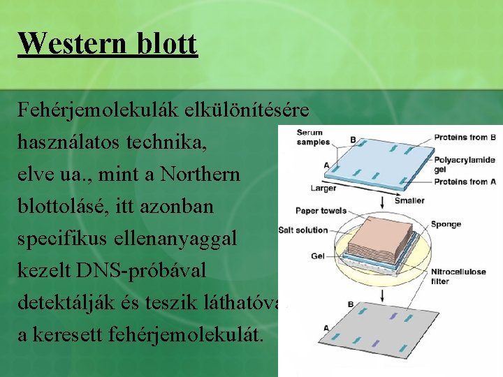 Western blott Fehérjemolekulák elkülönítésére használatos technika, elve ua. , mint a Northern blottolásé, itt