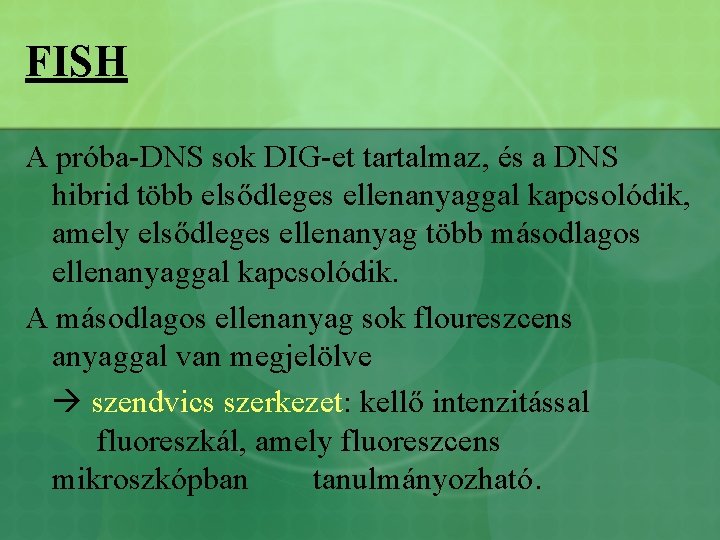 FISH A próba-DNS sok DIG-et tartalmaz, és a DNS hibrid több elsődleges ellenanyaggal kapcsolódik,