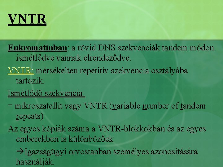 VNTR Eukromatinban: a rövid DNS szekvenciák tandem módon ismétlődve vannak elrendeződve. VNTR: mérsékelten repetitív