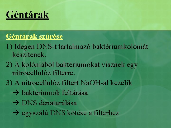 Géntárak szűrése 1) Idegen DNS-t tartalmazó baktériumkolóniát készítenek. 2) A kolóniából baktériumokat visznek egy