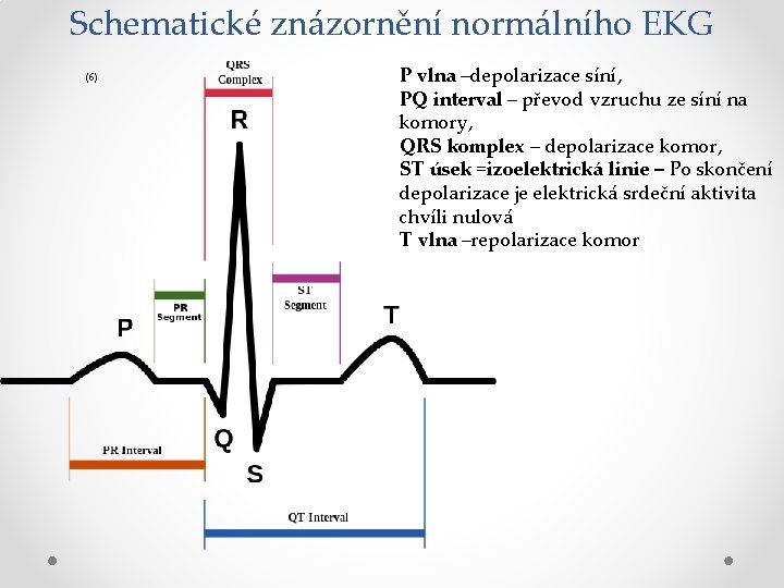 Schematické znázornění normálního EKG (6) P vlna –depolarizace síní, PQ interval – převod vzruchu