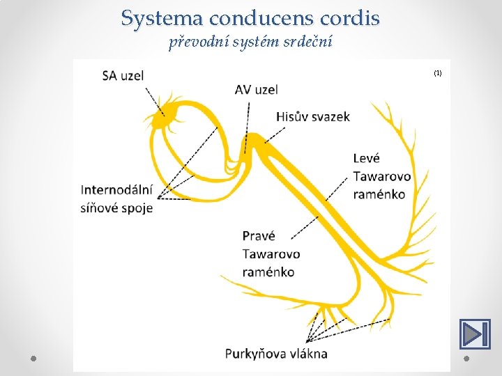 Systema conducens cordis převodní systém srdeční (1) 1. 