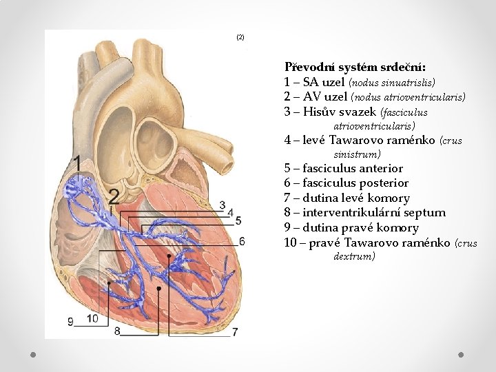 (2) Převodní systém srdeční: 1 – SA uzel (nodus sinuatrislis) 2 – AV uzel