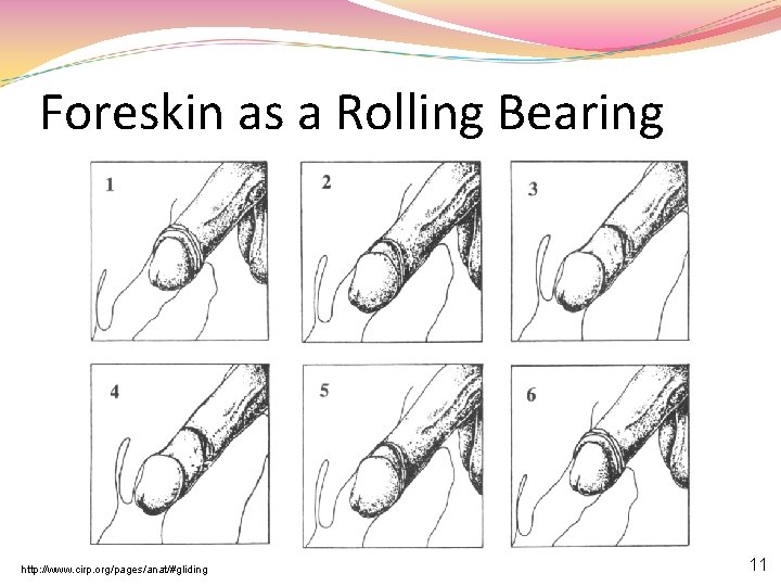 Foreskin as a Rolling Bearing http: //www. cirp. org/pages/anat/#gliding 11 