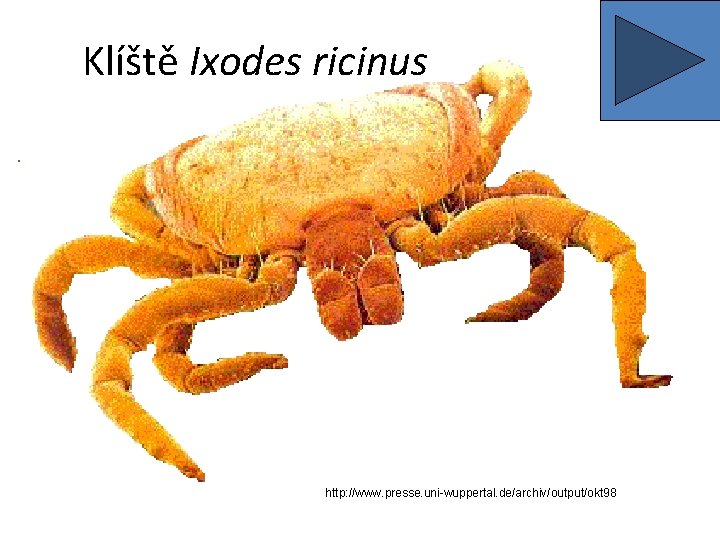 Klíště Ixodes ricinus http: //www. presse. uni-wuppertal. de/archiv/output/okt 98 