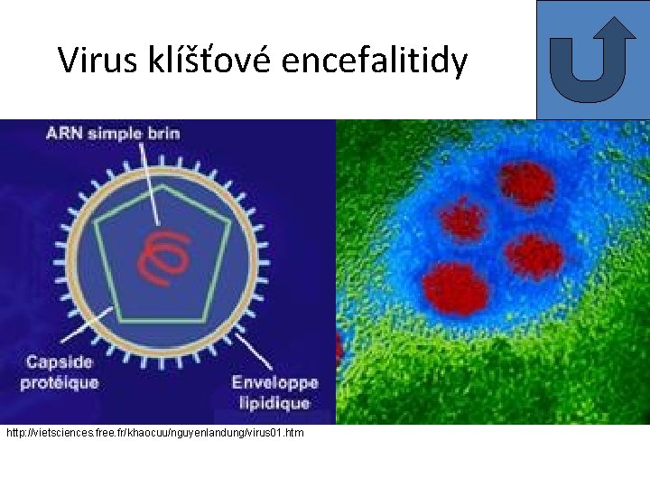 Virus klíšťové encefalitidy http: //vietsciences. free. fr/khaocuu/nguyenlandung/virus 01. htm 