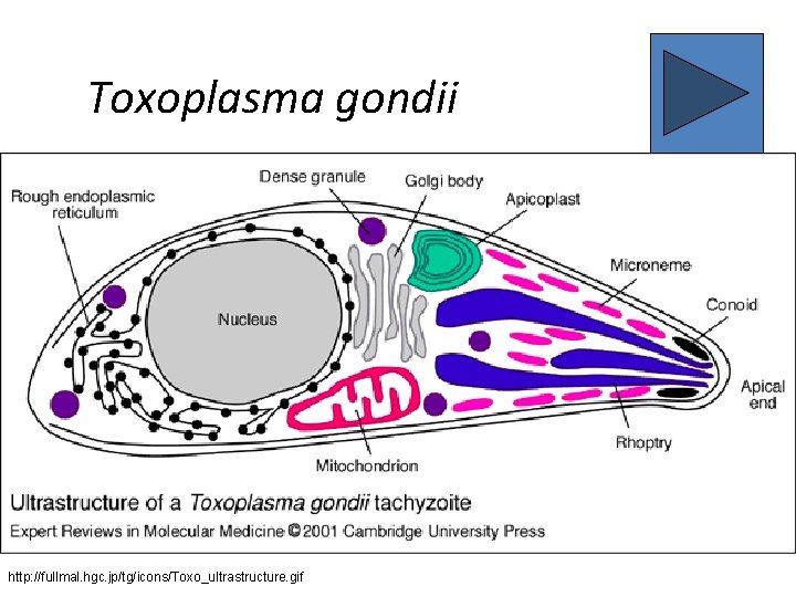 Toxoplasma gondii http: //fullmal. hgc. jp/tg/icons/Toxo_ultrastructure. gif 