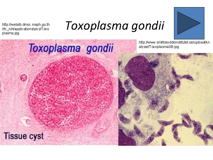 http: //webdb. dmsc. moph. go. th /ifc_nih/applications/pics/Toxo plasma. jpg Toxoplasma gondii http: //www. smittskyddsinstitutet.