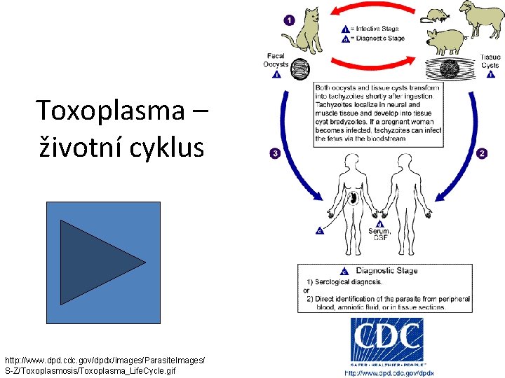 Toxoplasma – životní cyklus http: //www. dpd. cdc. gov/dpdx/images/Parasite. Images/ S-Z/Toxoplasmosis/Toxoplasma_Life. Cycle. gif 