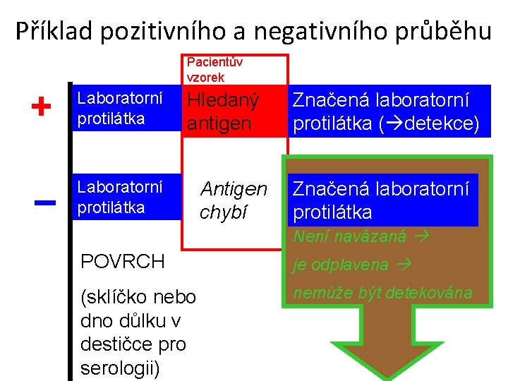 Příklad pozitivního a negativního průběhu Pacientův vzorek + Laboratorní protilátka Hledaný antigen Značená laboratorní