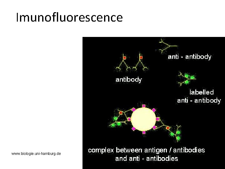 Imunofluorescence www. biologie. uni-hamburg. de 