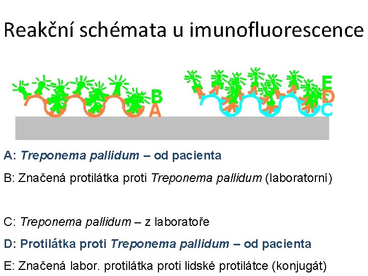 Reakční schémata u imunofluorescence A: Treponema pallidum – od pacienta B: Značená protilátka proti