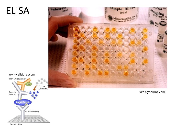 ELISA www. cellsignal. com virology-online. com 