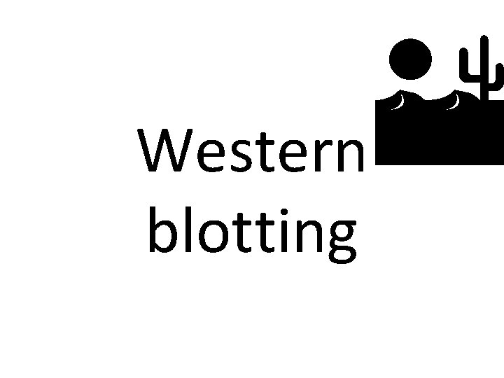  Western blotting 