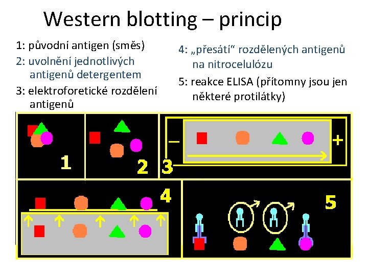 Western blotting – princip 1: původní antigen (směs) 2: uvolnění jednotlivých antigenů detergentem 3: