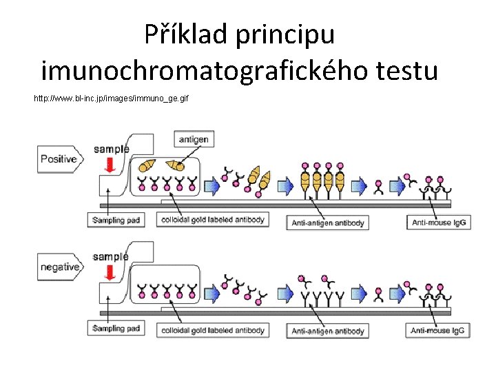 Příklad principu imunochromatografického testu http: //www. bl-inc. jp/images/immuno_ge. gif 