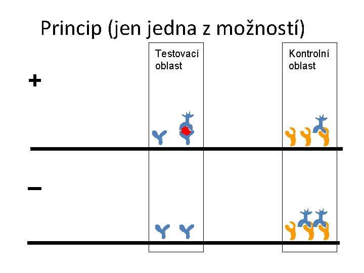 Princip (jen jedna z možností) + – Testovací oblast Kontrolní oblast 
