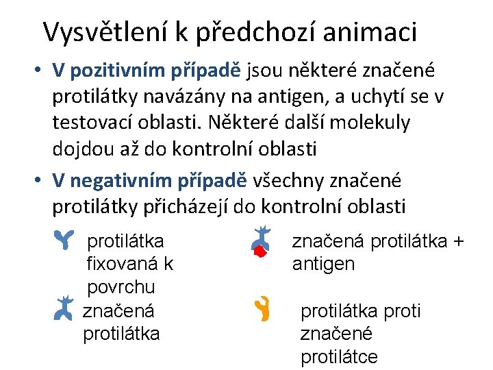 Vysvětlení k předchozí animaci • V pozitivním případě jsou některé značené protilátky navázány na