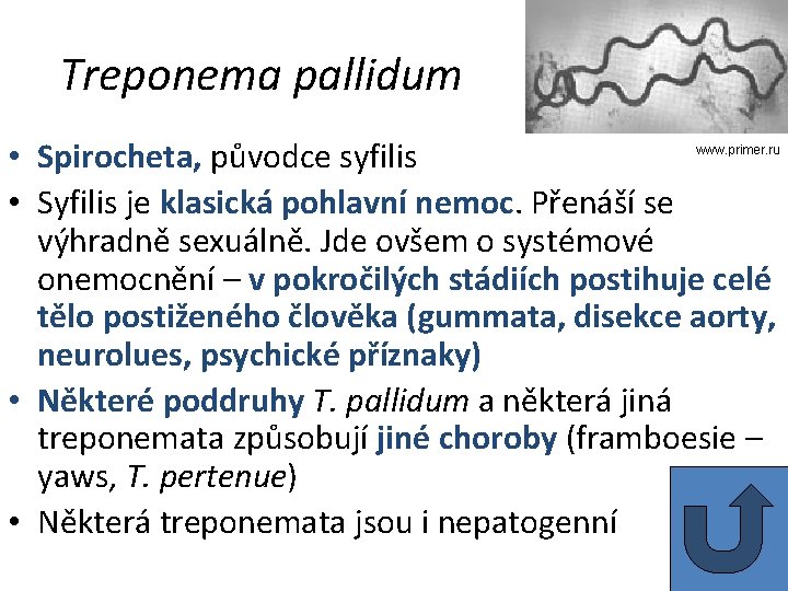 Treponema pallidum • Spirocheta, původce syfilis • Syfilis je klasická pohlavní nemoc. Přenáší se