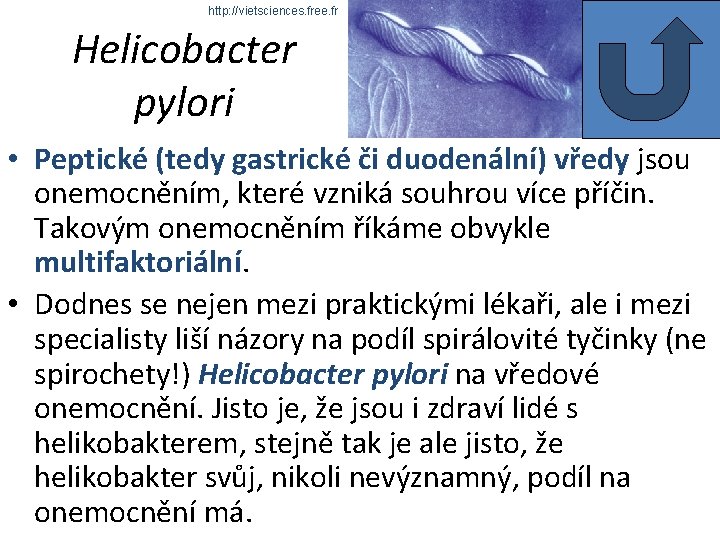 http: //vietsciences. free. fr Helicobacter pylori • Peptické (tedy gastrické či duodenální) vředy jsou