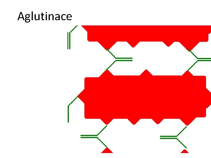 Aglutinace 