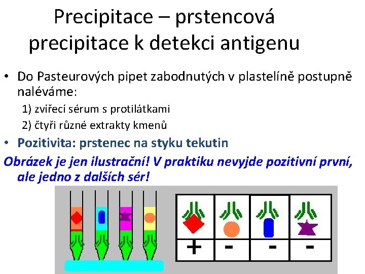 Precipitace – prstencová precipitace k detekci antigenu • Do Pasteurových pipet zabodnutých v. plastelíně