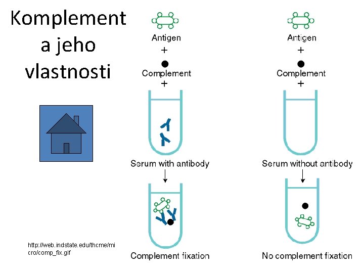 Komplement a jeho vlastnosti http: //web. indstate. edu/thcme/mi cro/comp_fix. gif 