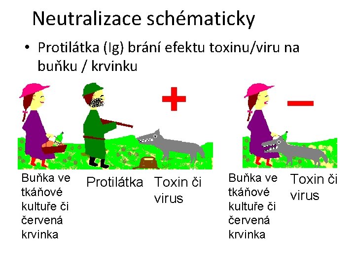 Neutralizace schématicky • Protilátka (Ig) brání efektu toxinu/viru na buňku / krvinku + Buňka