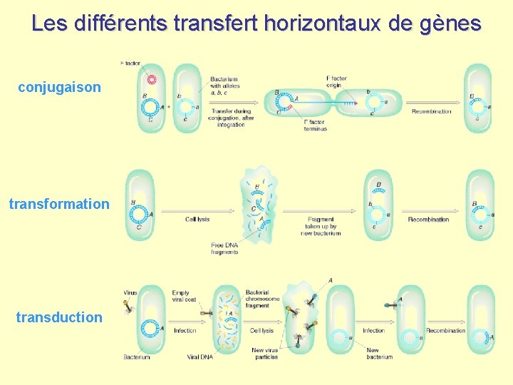 Les différents transfert horizontaux de gènes conjugaison transformation transduction 