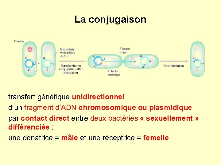 La conjugaison transfert génétique unidirectionnel d’un fragment d’ADN chromosomique ou plasmidique par contact direct