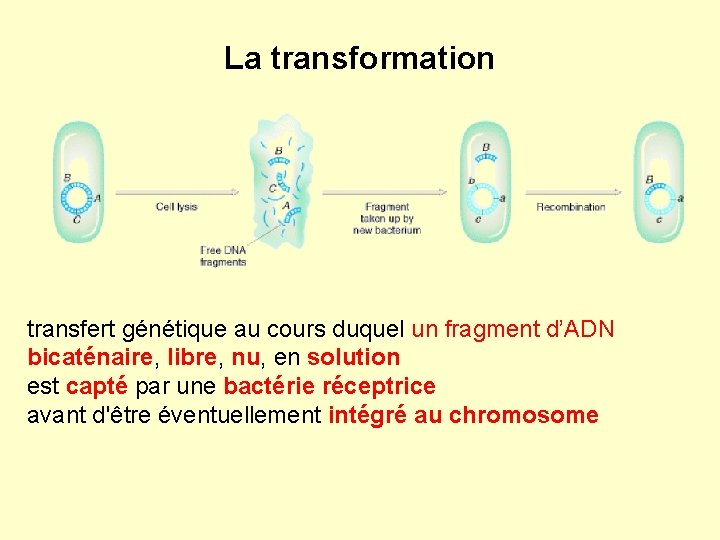 La transformation transfert génétique au cours duquel un fragment d’ADN bicaténaire, libre, nu, en